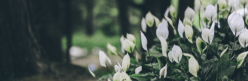 group-top-service-jardinagem